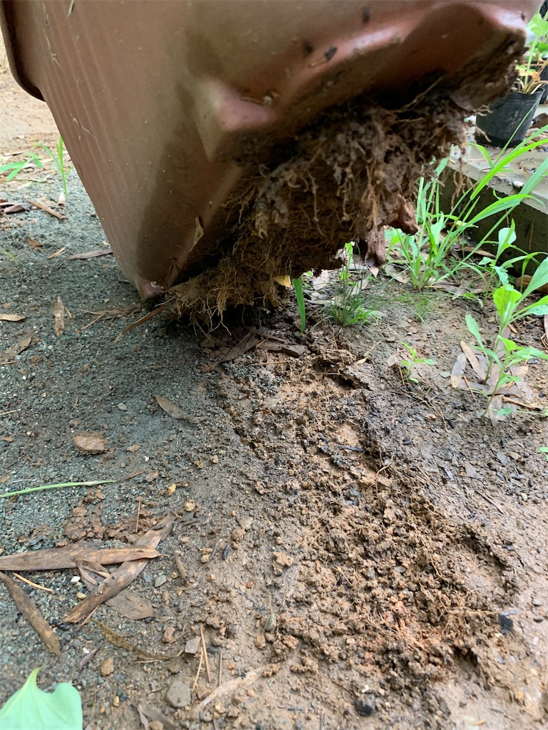 f:id:sakana78:20190714192906j:image
