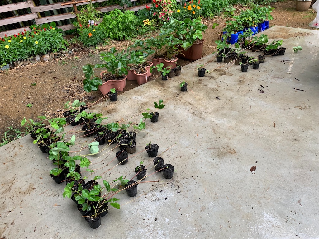f:id:sakana78:20190714192938j:image