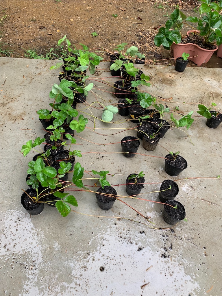 f:id:sakana78:20190714192951j:image