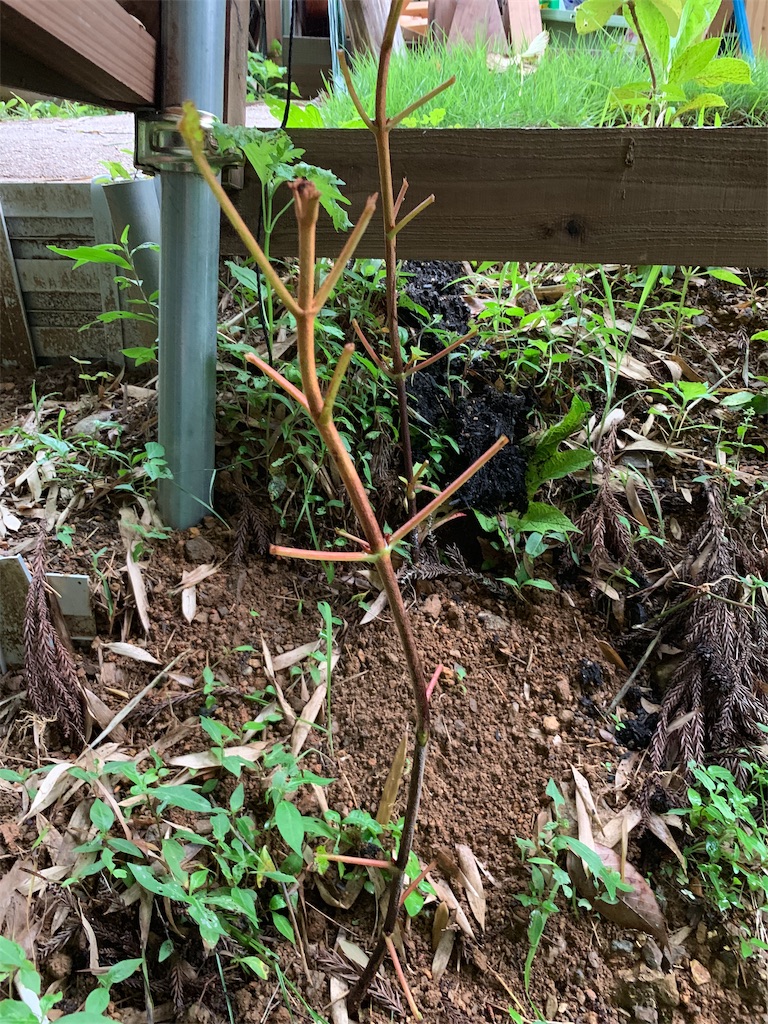 f:id:sakana78:20190715144250j:plain f:id:sakana78:20190715144250j:plain