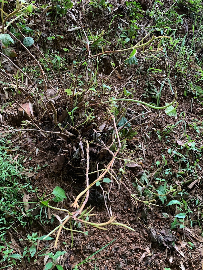 f:id:sakana78:20190715144257j:plain f:id:sakana78:20190715144257j:plain