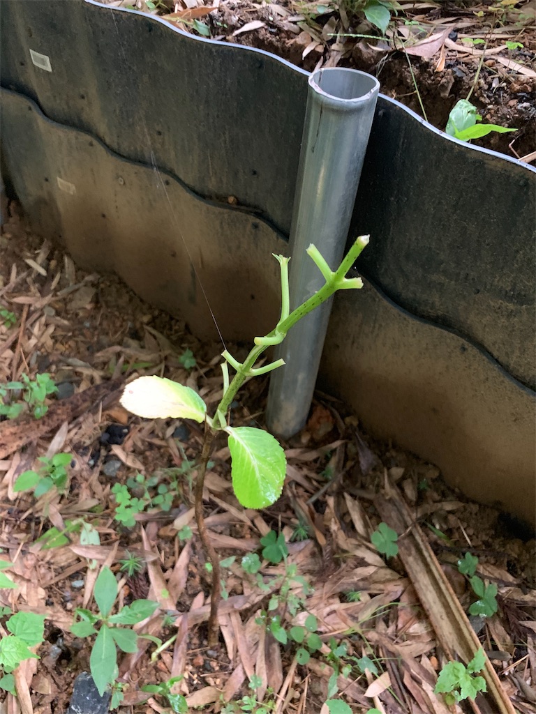 f:id:sakana78:20190715144301j:image f:id:sakana78:20190715144301j:image