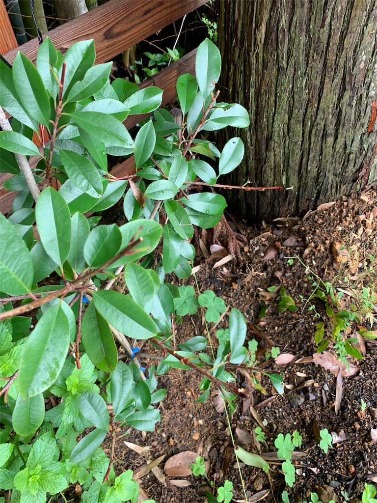 f:id:sakana78:20190715144304j:image f:id:sakana78:20190715144304j:image