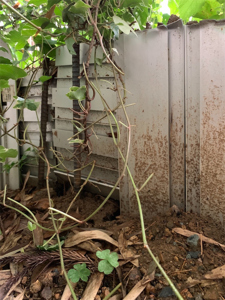 f:id:sakana78:20190715144309j:image f:id:sakana78:20190715144309j:image