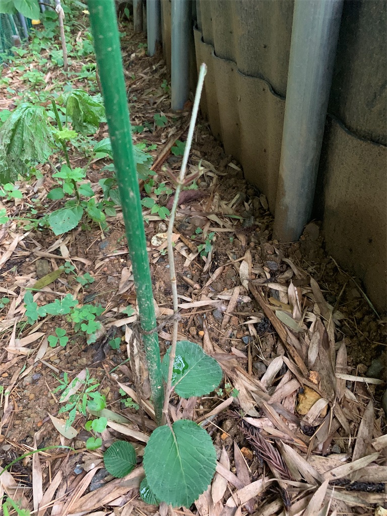 f:id:sakana78:20190715144312j:image f:id:sakana78:20190715144312j:image