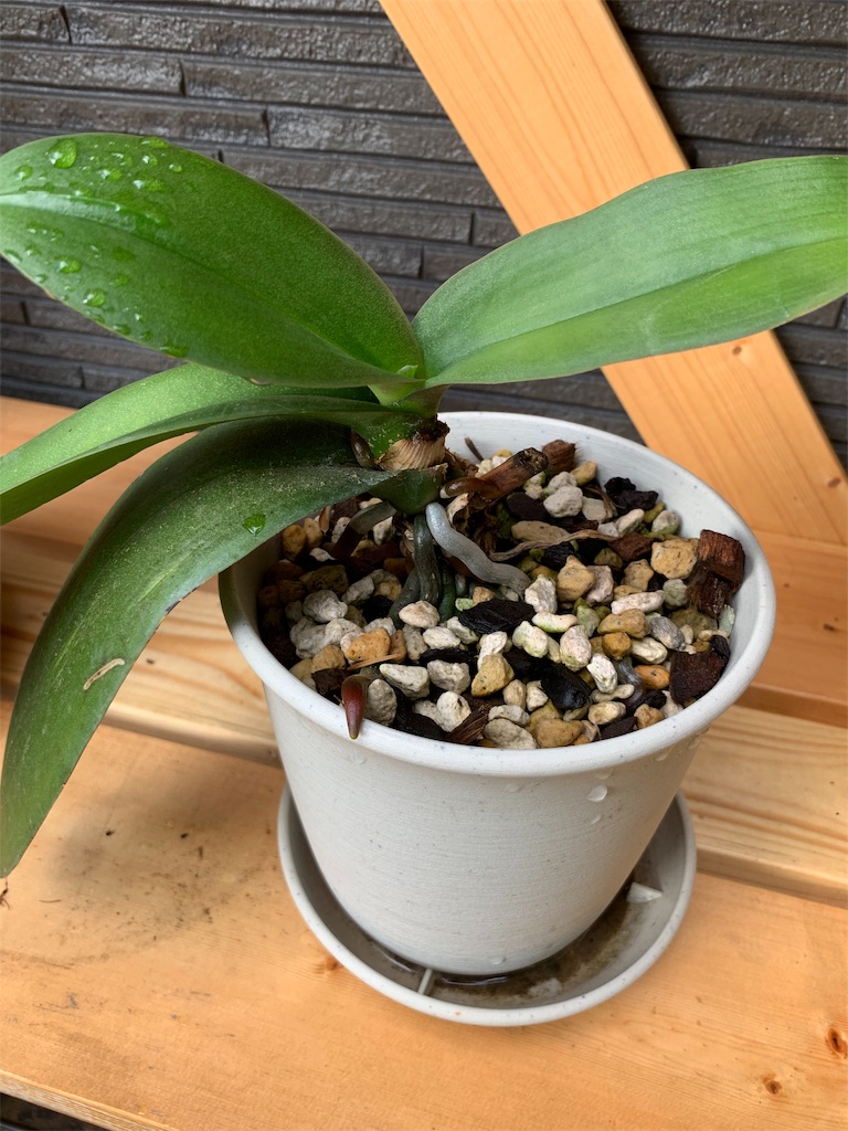 f:id:sakana78:20190716065402j:image