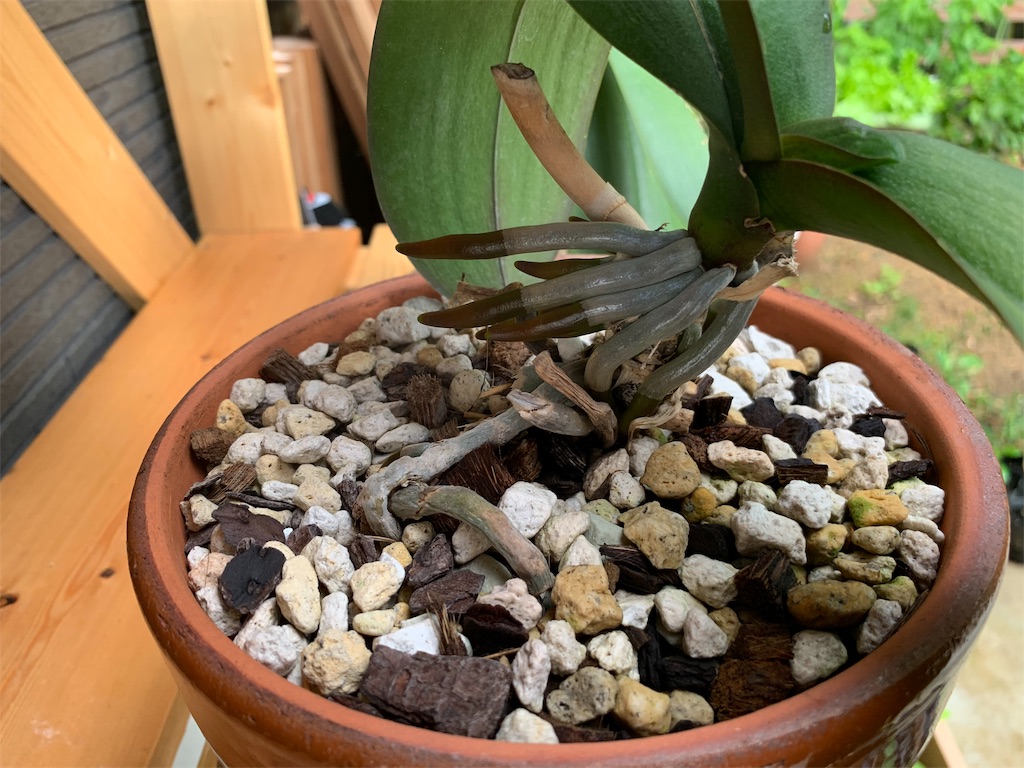 f:id:sakana78:20190716065826j:image
