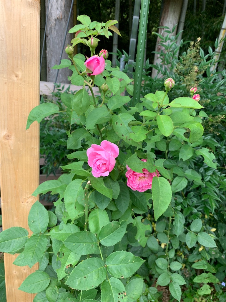 f:id:sakana78:20190718065208j:image