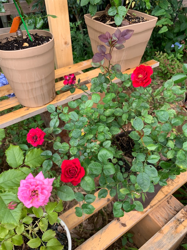 f:id:sakana78:20190718065241j:image