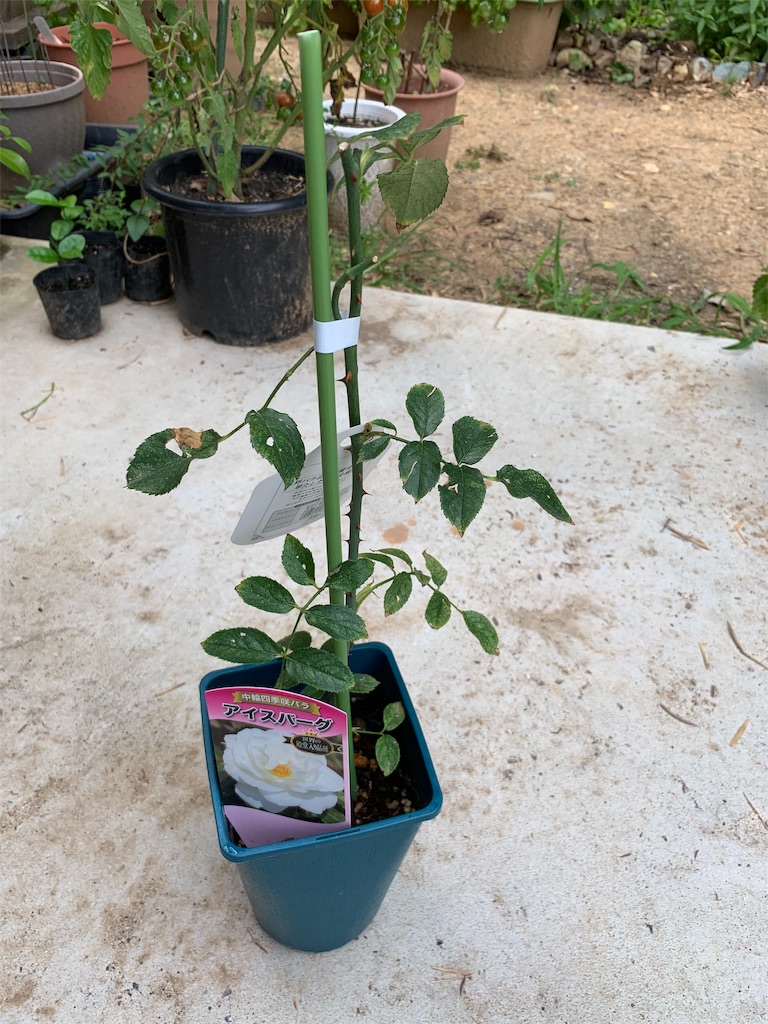 f:id:sakana78:20190718065519j:image