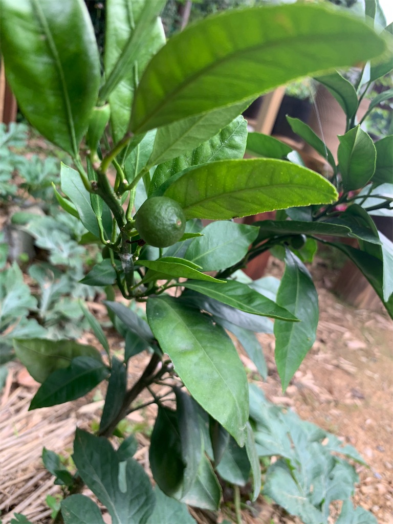 f:id:sakana78:20190719064742j:image f:id:sakana78:20190719064742j:image