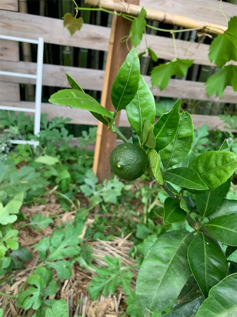 f:id:sakana78:20190719064847j:image f:id:sakana78:20190719064847j:image