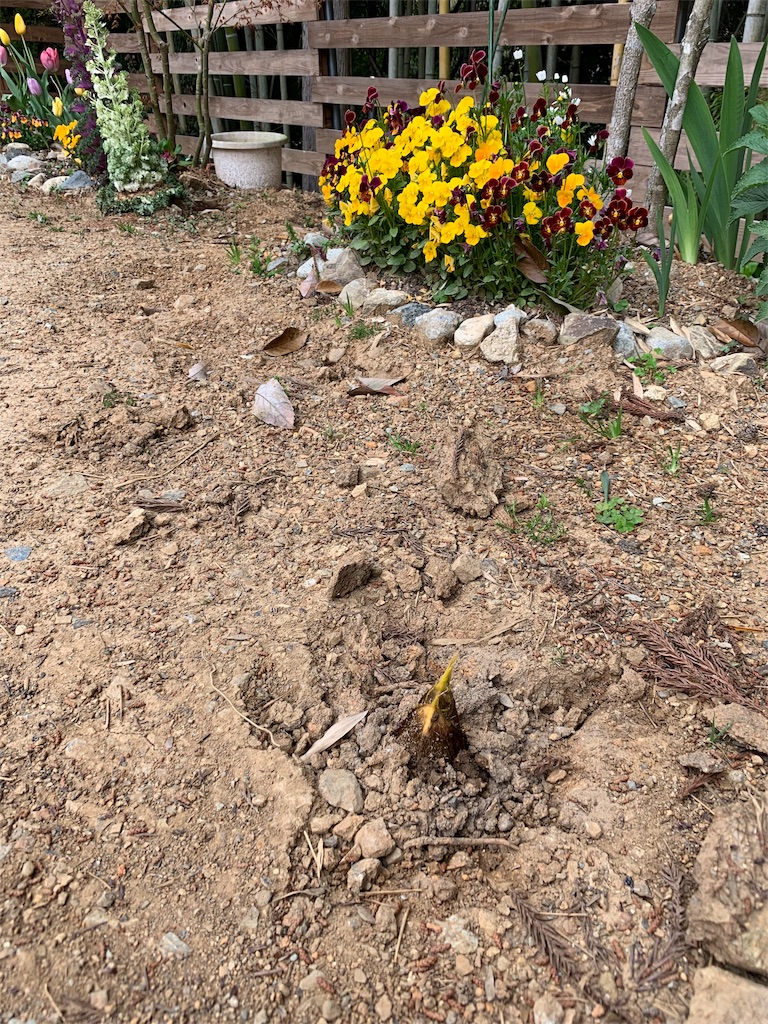 f:id:sakana78:20190720132734j:image