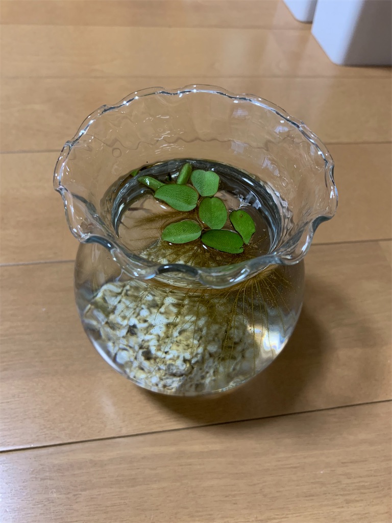 f:id:sakana78:20190721140339j:image