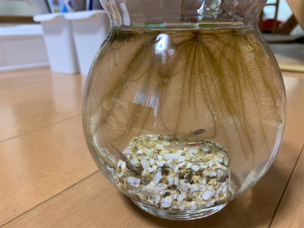 f:id:sakana78:20190721142548j:image