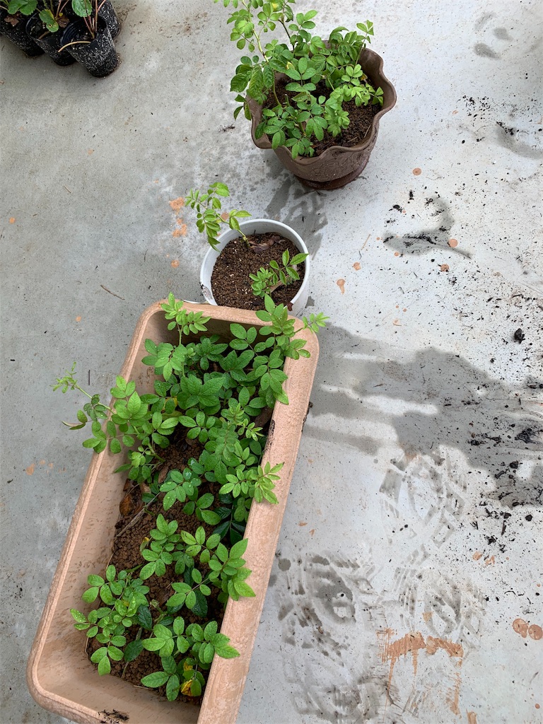 f:id:sakana78:20190722121513j:image