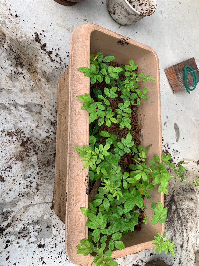 f:id:sakana78:20190722121855j:image