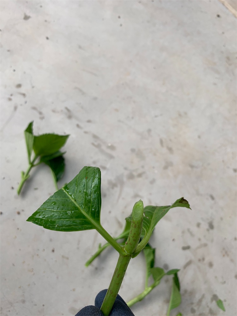 f:id:sakana78:20190723212258j:image