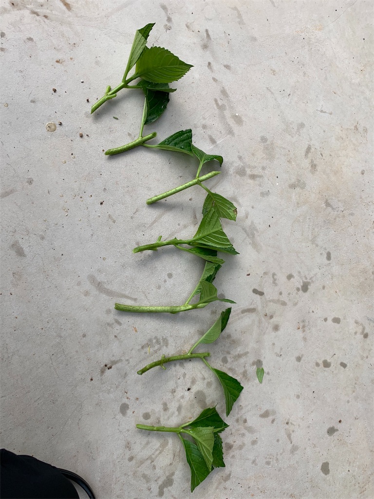 f:id:sakana78:20190723212511j:image