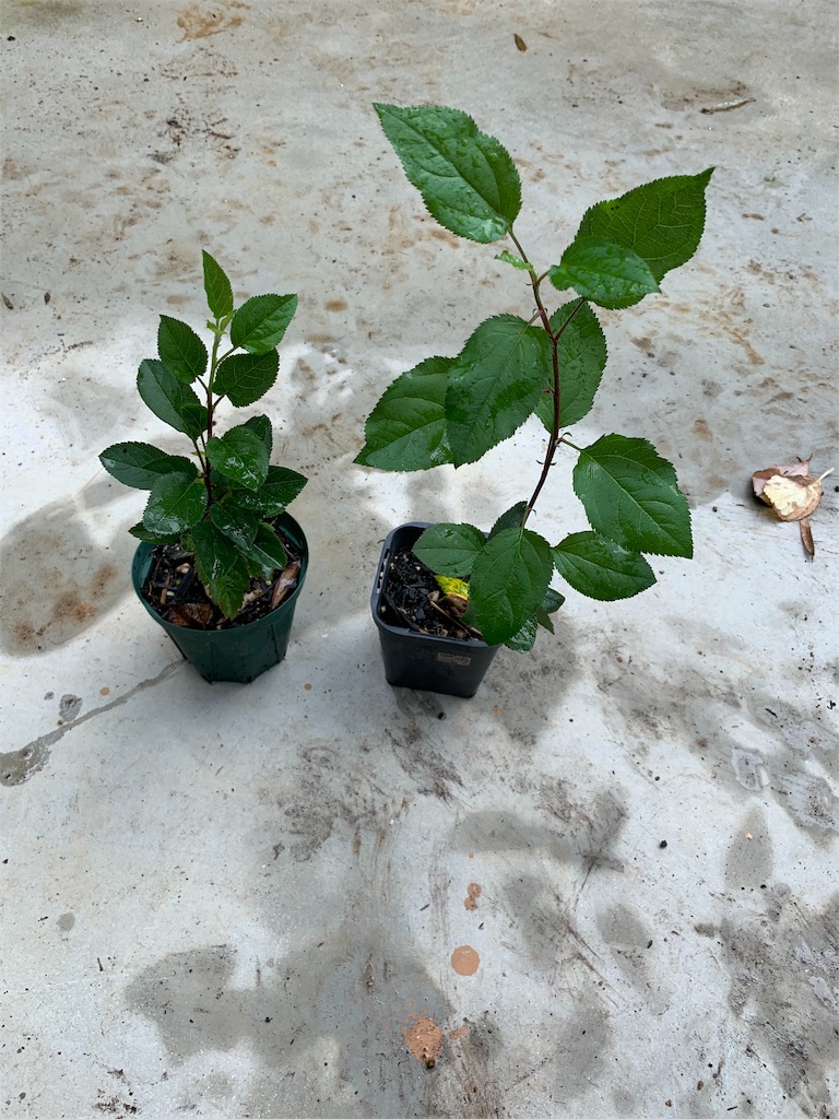 f:id:sakana78:20190724211520j:image