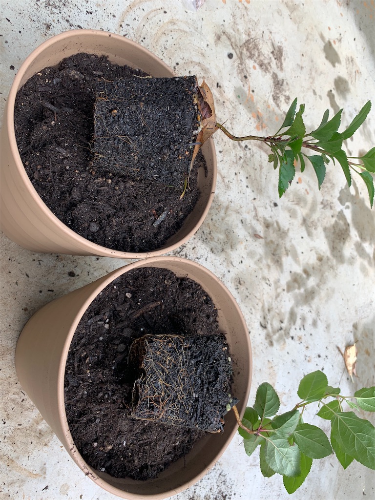 f:id:sakana78:20190724211708j:image