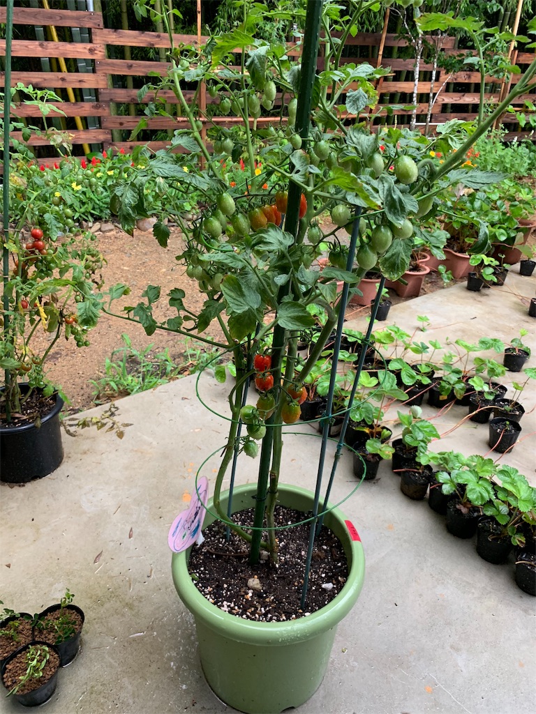 f:id:sakana78:20190725064041j:image f:id:sakana78:20190725064041j:image