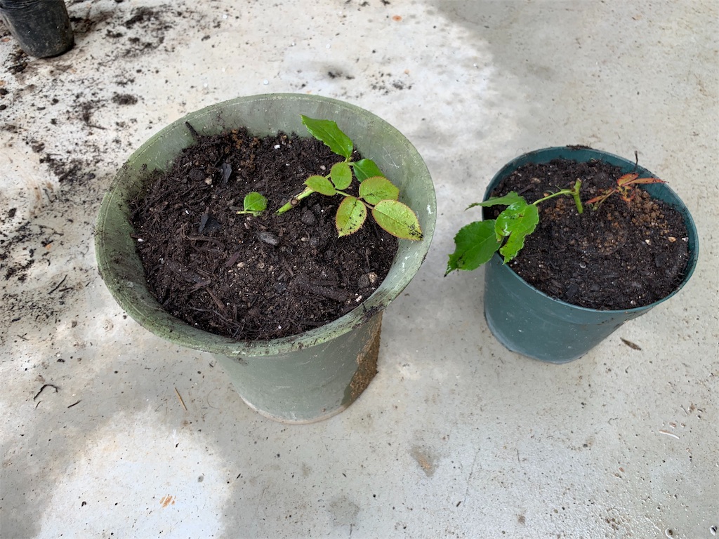 f:id:sakana78:20190726222902j:image