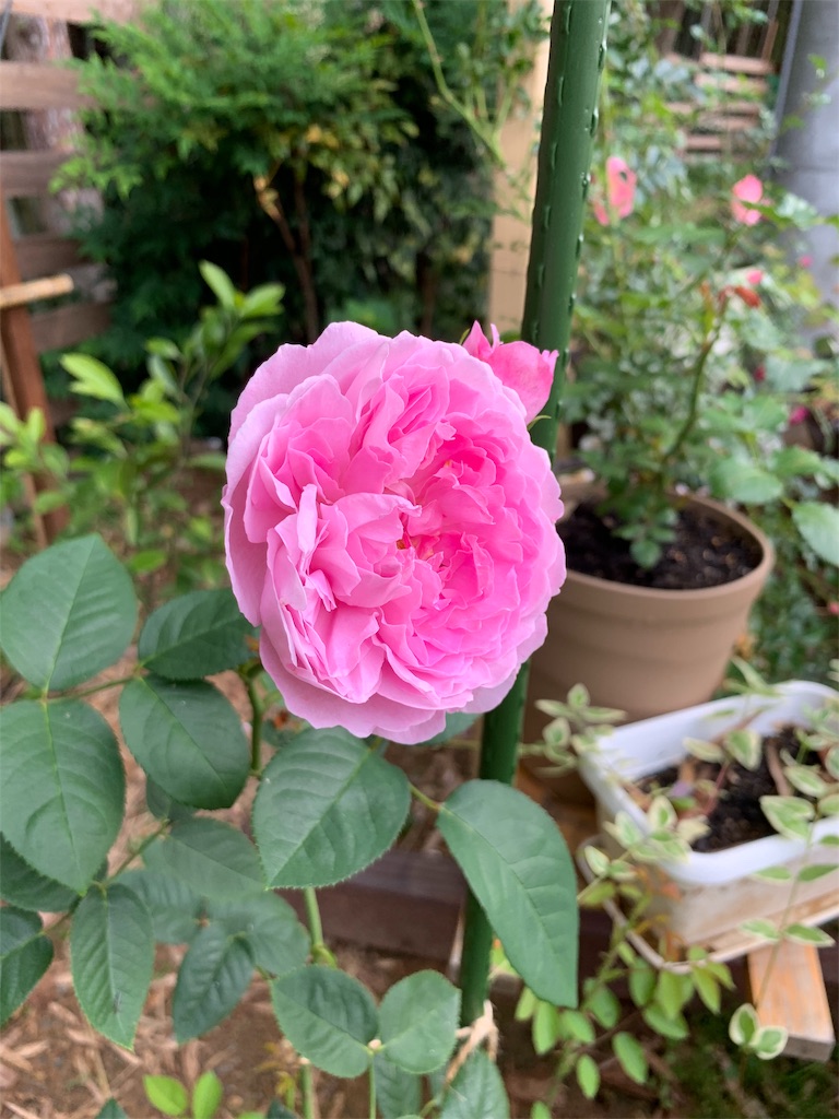 f:id:sakana78:20190727141836j:image