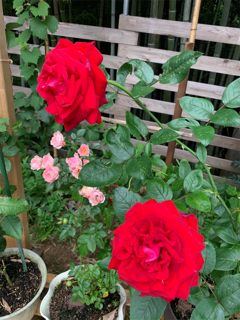 f:id:sakana78:20190727141853j:image