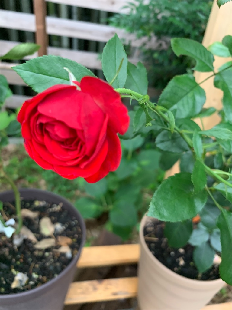 f:id:sakana78:20190727141907j:image