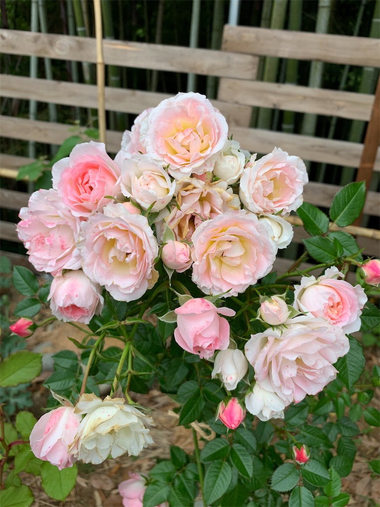 f:id:sakana78:20190727142032j:image
