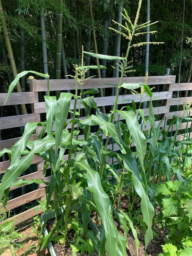 f:id:sakana78:20190730122305j:image