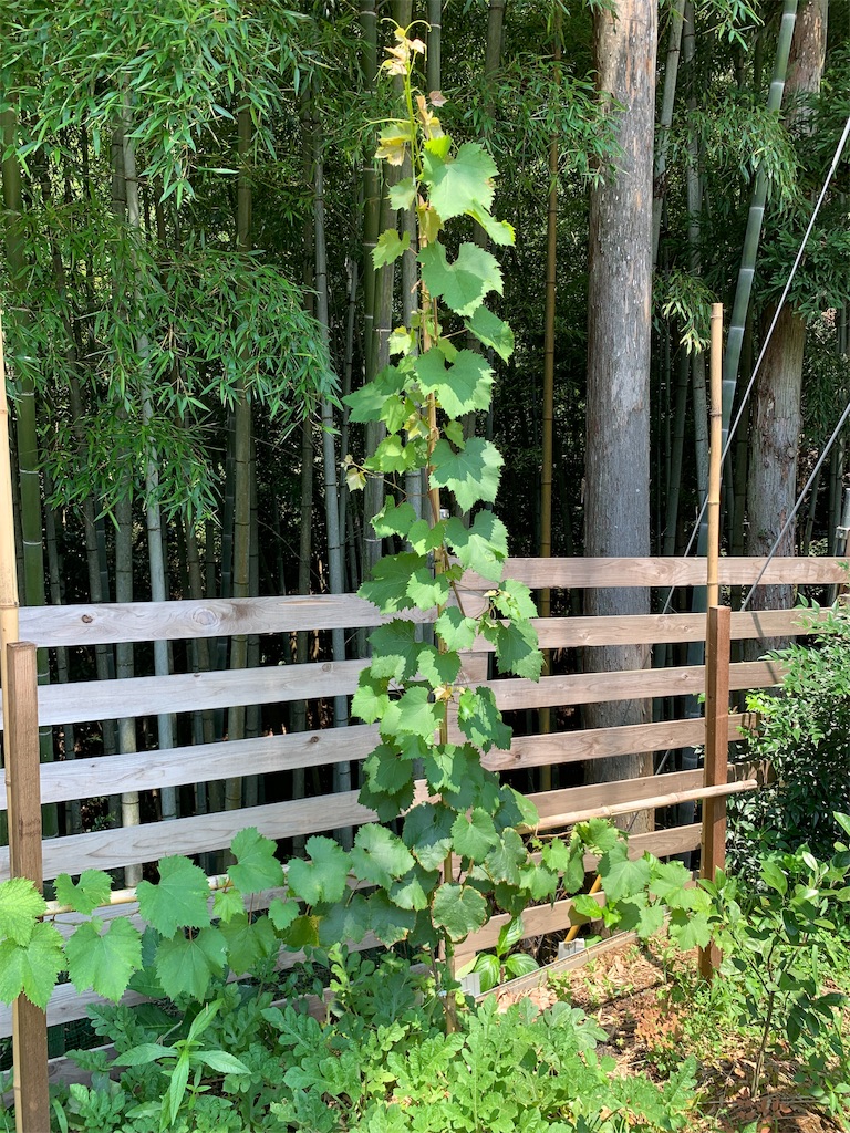 f:id:sakana78:20190730122415j:image