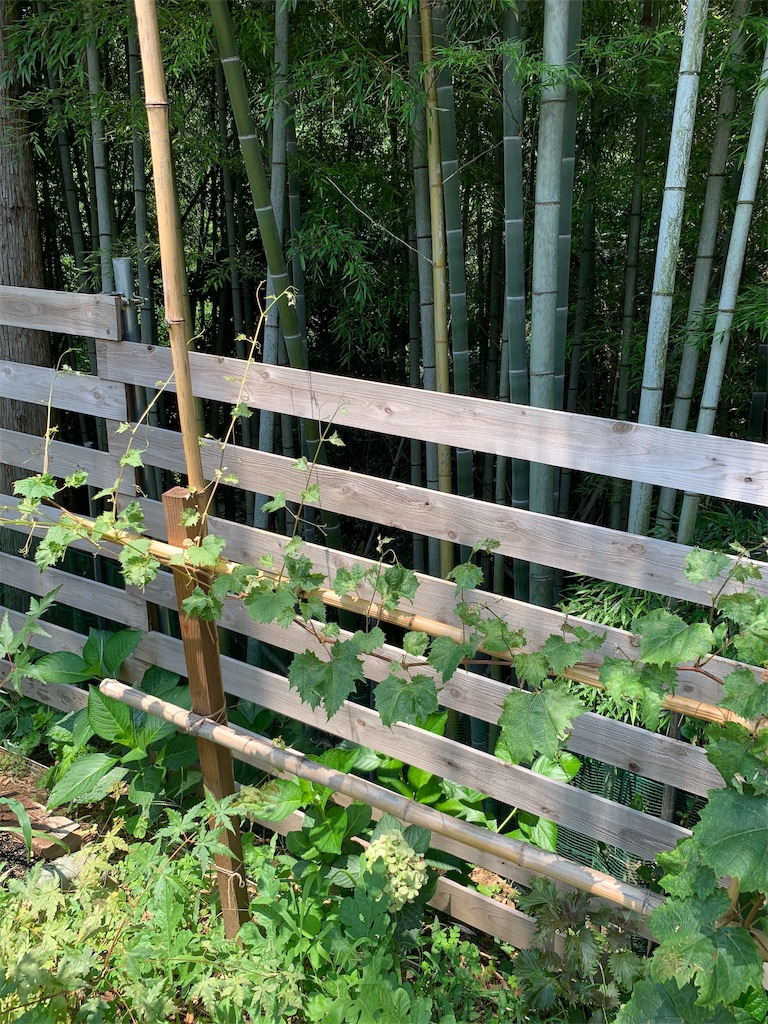 f:id:sakana78:20190730122517j:image