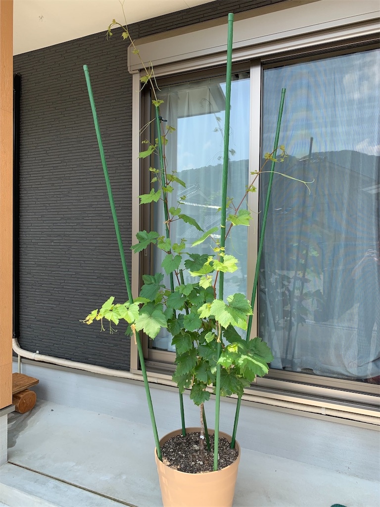 f:id:sakana78:20190730122644j:image