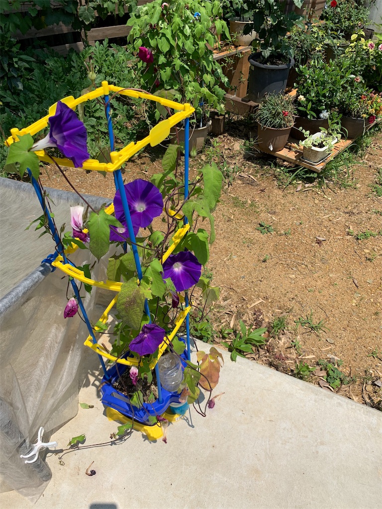 f:id:sakana78:20190730122856j:image