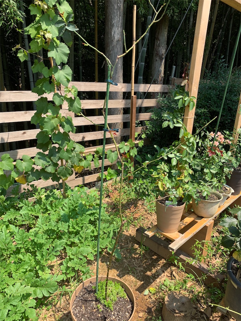 f:id:sakana78:20190803103859j:image