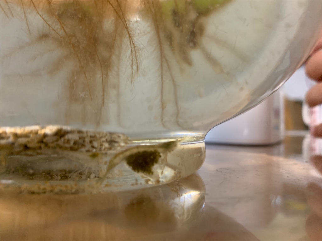 f:id:sakana78:20190803232517j:image f:id:sakana78:20190803232517j:image