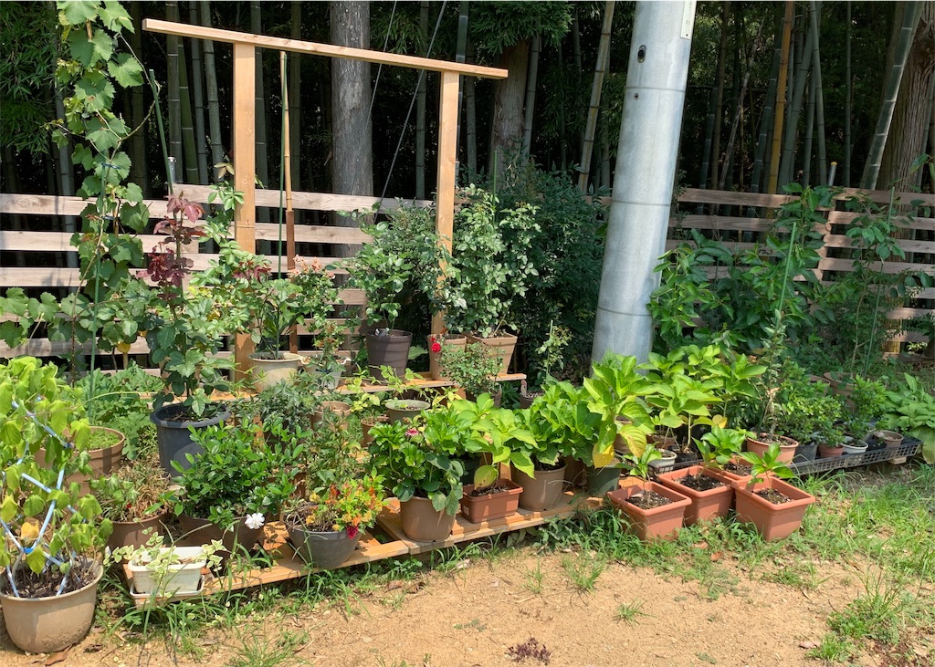 f:id:sakana78:20190805071305j:image