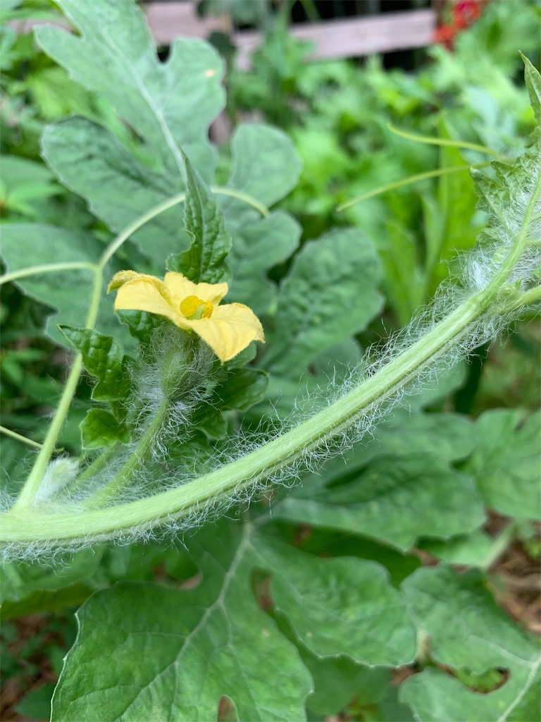 f:id:sakana78:20190806200348j:image