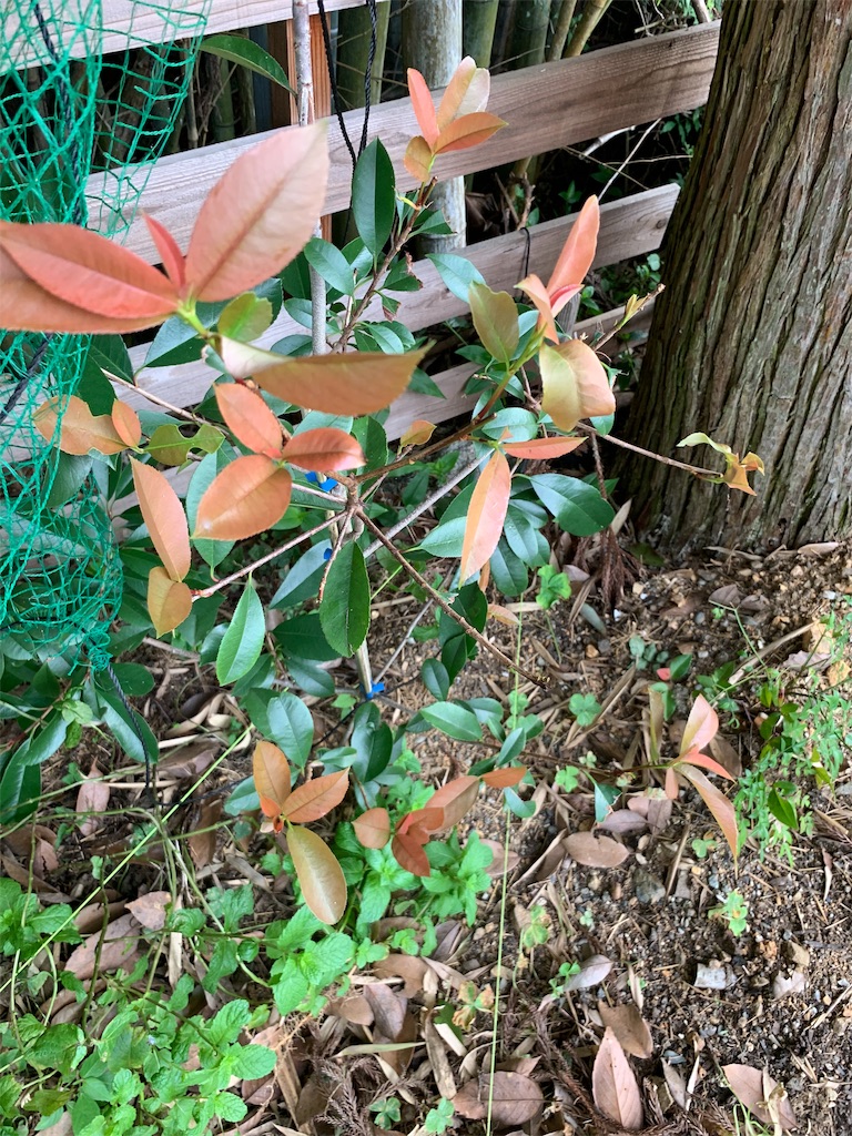 f:id:sakana78:20190807064125j:image f:id:sakana78:20190807064125j:image