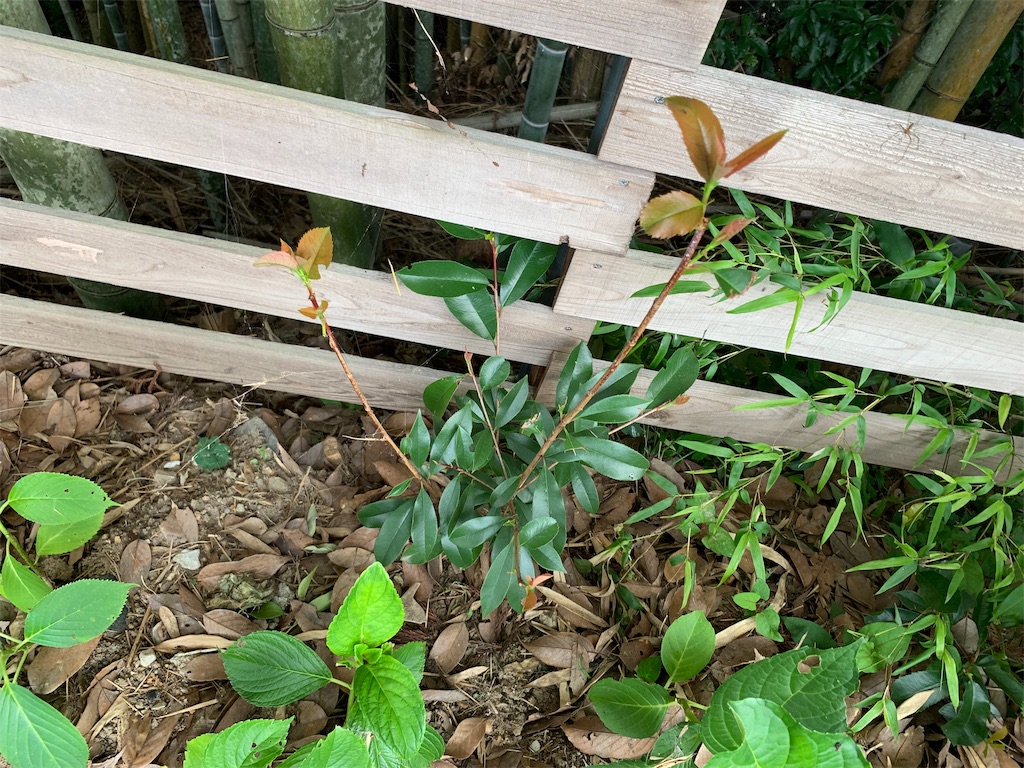 f:id:sakana78:20190807064254j:image f:id:sakana78:20190807064254j:image