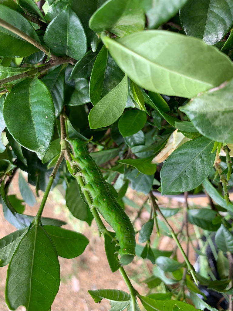 f:id:sakana78:20190808185023j:image