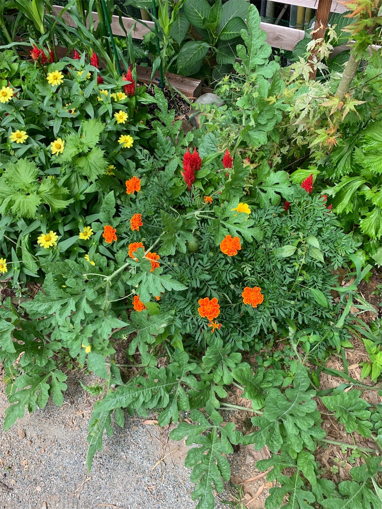 f:id:sakana78:20190809223739j:image