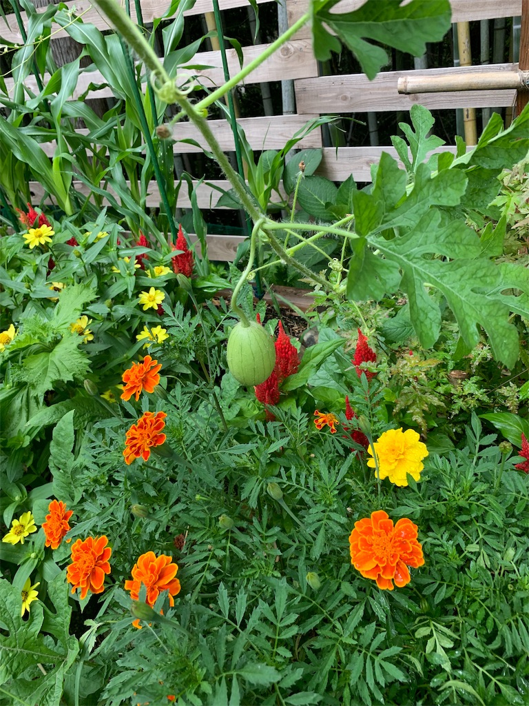 f:id:sakana78:20190809223925j:image
