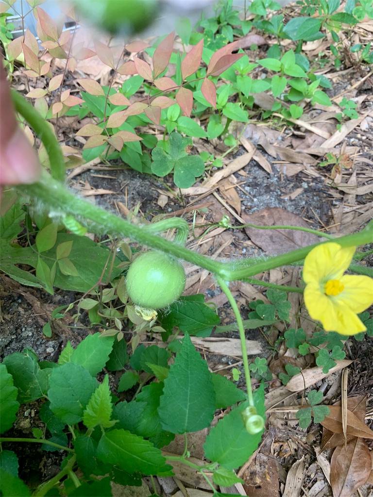 f:id:sakana78:20190809224147j:image