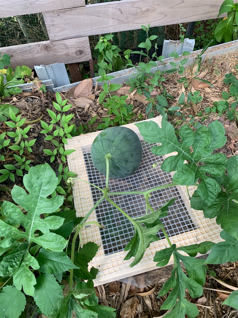 f:id:sakana78:20190813182919j:image