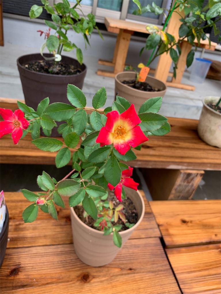 f:id:sakana78:20190815133525j:image