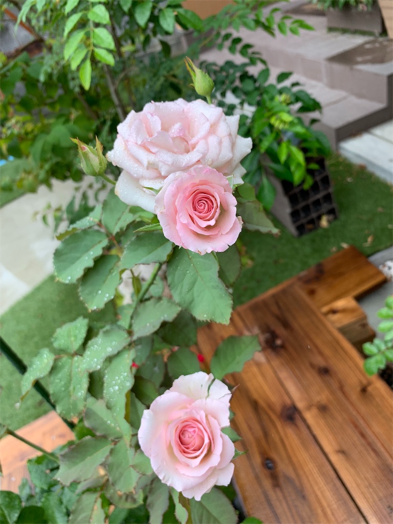 f:id:sakana78:20190815140838j:image