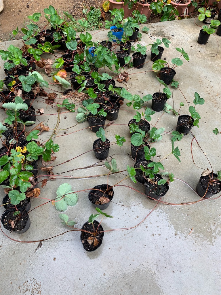 f:id:sakana78:20190816195228j:image f:id:sakana78:20190816195228j:image